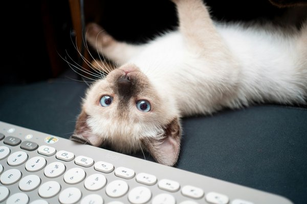 How to Choose the Perfect Sweater for a Hairless Cat in Winter?